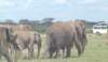 elephants2_small.jpg